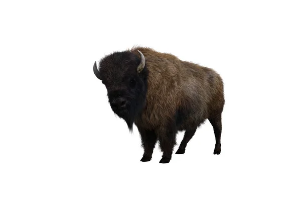 American Bison Different Poses Isolated White Background Figure Clip Art — Foto de Stock