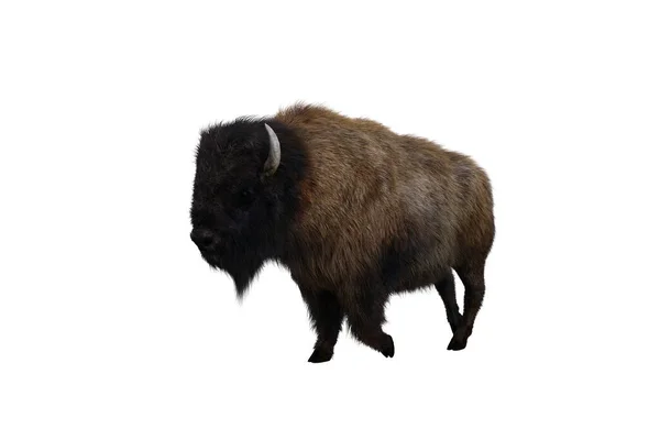 American Bison Different Poses Isolated White Background Figure Clip Art — Foto de Stock