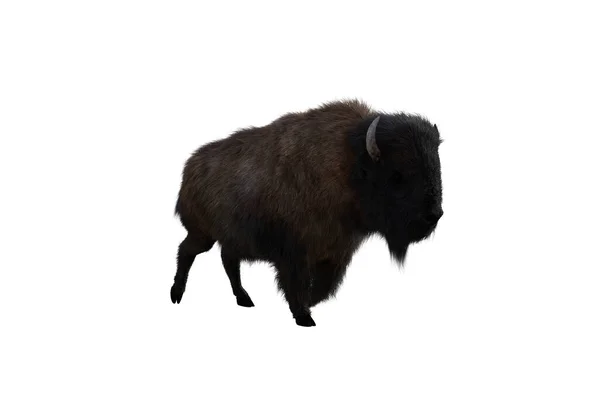 American Bison Different Poses Isolated White Background Figure Clip Art — Foto de Stock