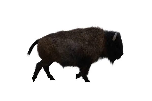 American Bison Different Poses Isolated White Background Figure Clip Art — Stock Photo, Image