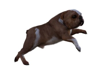 Sahneleriniz İçin İngiliz Bulldog Poz Veren Baxter. Resim kolaj için özel olarak tasarlandı, beyaz arkaplanda izole edildi. 3 boyutlu illüstrasyon. 3d oluşturma.