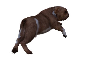 Sahneleriniz İçin İngiliz Bulldog Poz Veren Baxter. Resim kolaj için özel olarak tasarlandı, beyaz arkaplanda izole edildi. 3 boyutlu illüstrasyon. 3d oluşturma.