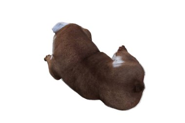 Sahneleriniz İçin İngiliz Bulldog Poz Veren Baxter. Resim kolaj için özel olarak tasarlandı, beyaz arkaplanda izole edildi. 3 boyutlu illüstrasyon. 3d oluşturma.