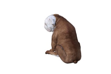 Sahneleriniz İçin İngiliz Bulldog Poz Veren Baxter. Resim kolaj için özel olarak tasarlandı, beyaz arkaplanda izole edildi. 3 boyutlu illüstrasyon. 3d oluşturma.