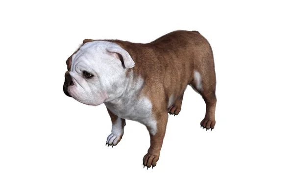 Baxter Bulldog Inglese Posa Tue Scene Immagine Appositamente Progettata Collage — Foto Stock