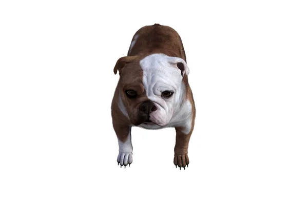 Baxter Bulldog Inglés Posa Para Sus Escenas Imagen Especialmente Diseñada —  Fotos de Stock