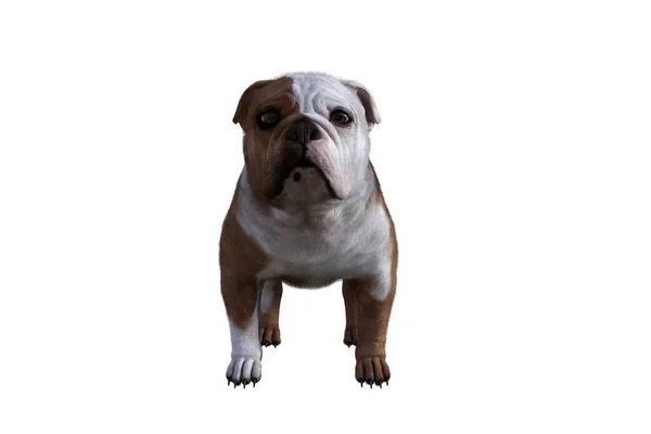 Baxter English Bulldog Poses Your Scenes Image Specially Designed Collage — Stock Photo, Image