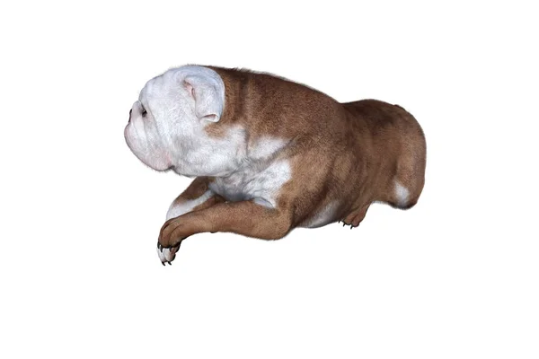 Baxter Bulldog Inglés Posa Para Sus Escenas Imagen Especialmente Diseñada —  Fotos de Stock