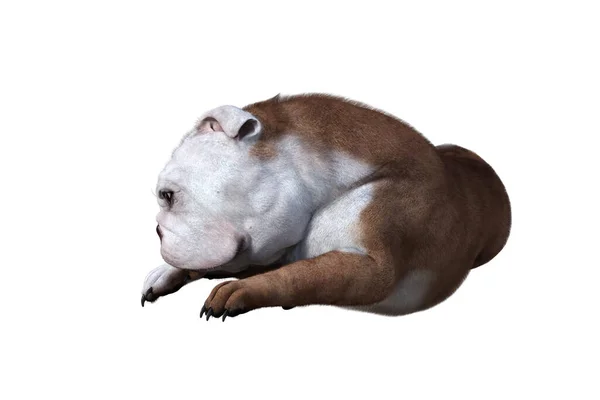 巴克斯特的英国斗牛犬的位置为您的场景 为拼贴而特别设计的图像 在白色背景上隔离 3D例证 3D渲染 — 图库照片