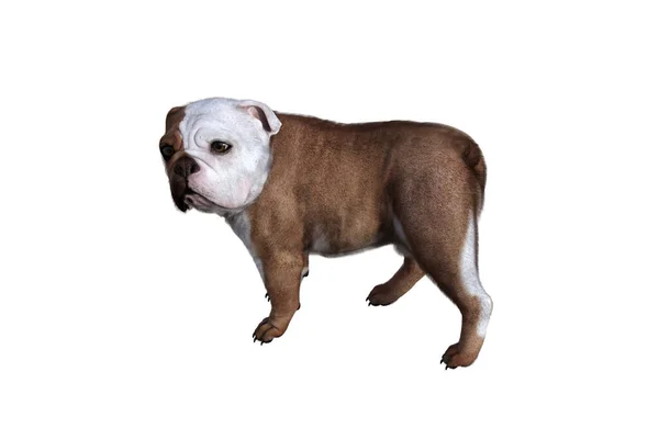 Baxter English Bulldog Poses Your Scenes Image Specially Designed Collage — Stock Photo, Image