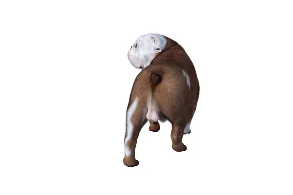 Baxter Engelse Bulldog Poses Your Scenes Afbeelding Speciaal Ontworpen Voor — Stockfoto