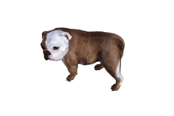 Baxter Czech Bulldog Poses Your Scenes Obrázek Speciálně Konstruovaný Pro — Stock fotografie