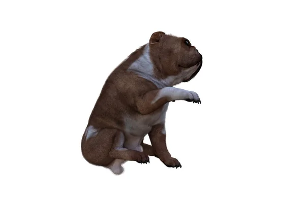 영어로는 Bulldog Poses Your Scenes 콜라주를 특별하게 디자인 이미지입니다 배경에 — 스톡 사진