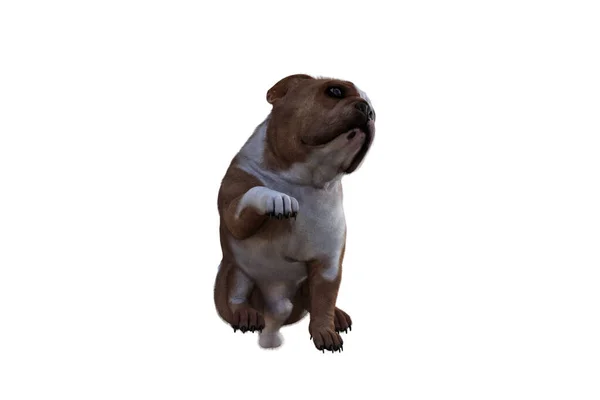Baxter Die Englische Bulldogge Posiert Für Ihre Szenen Bild Speziell — Stockfoto