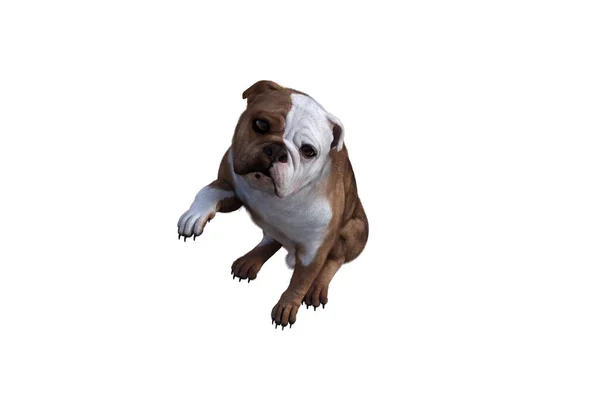 巴克斯特的英国斗牛犬的位置为您的场景 为拼贴而特别设计的图像 在白色背景上隔离 3D例证 3D渲染 — 图库照片