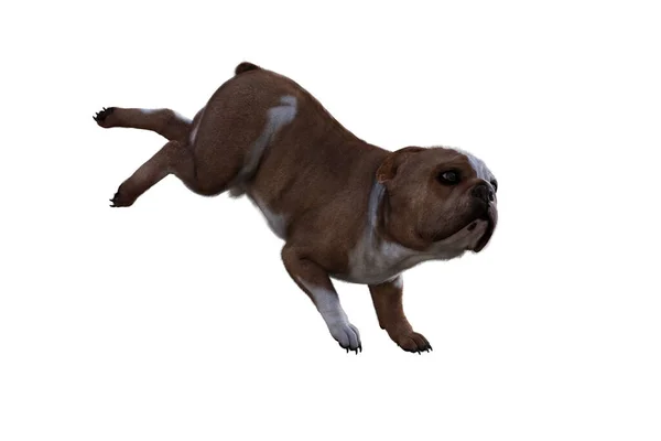 Baxter Angol Bulldog Pózok Jeleneteidhez Kifejezetten Kollázsra Tervezett Kép Fehér — Stock Fotó