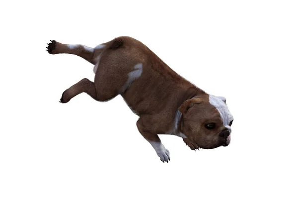 Baxter Bulldog Inglese Posa Tue Scene Immagine Appositamente Progettata Collage — Foto Stock