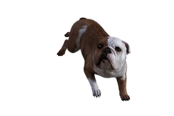 Baxter English Bulldog Poses Your Scenes Bild Speciellt Utformad För — Stockfoto