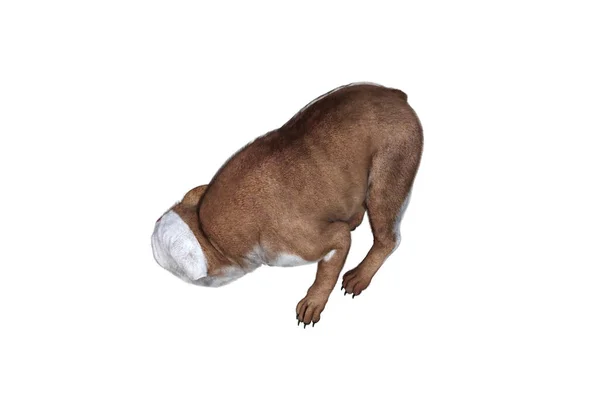 Baxter English Bulldog Poses Your Scenes Bild Speciellt Utformad För — Stockfoto