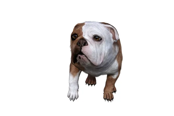 Baxter Bulldog Inglés Posa Para Sus Escenas Imagen Especialmente Diseñada — Foto de Stock