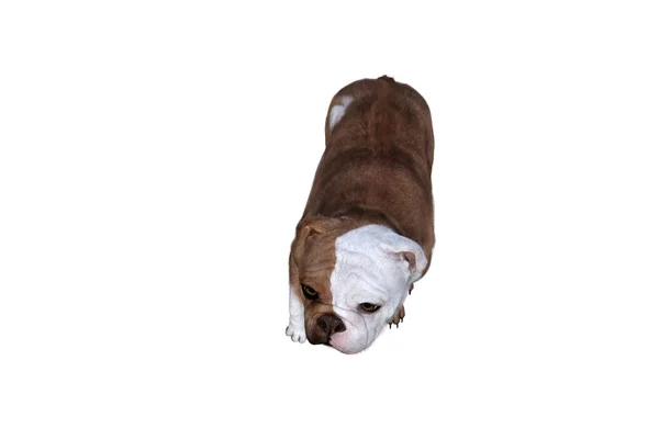 Baxter Bulldog Inglés Posa Para Sus Escenas Imagen Especialmente Diseñada —  Fotos de Stock