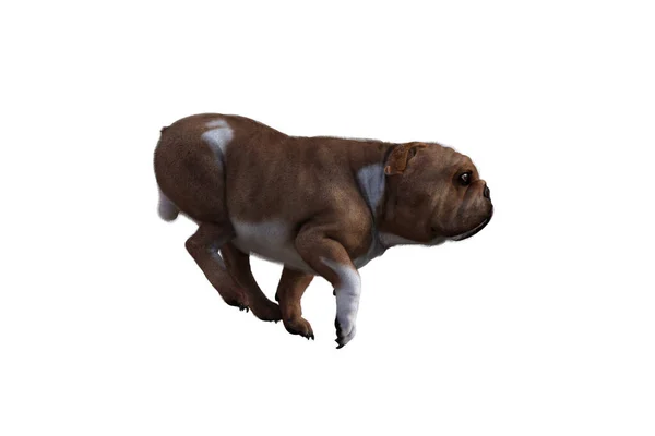 Baxter Angol Bulldog Pózok Jeleneteidhez Kifejezetten Kollázsra Tervezett Kép Fehér — Stock Fotó