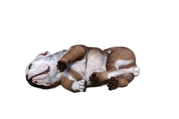 Baxter English Bulldog Poses Your Scenes Imagem Especialmente Concebida Para — Fotografia de Stock
