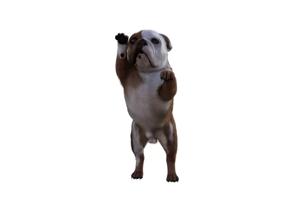 Baxter English Bulldog Poses Your Scenes Gambar Dirancang Khusus Untuk — Stok Foto