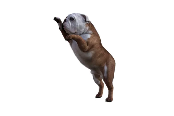 Sahneleriniz İçin İngiliz Bulldog Poz Veren Baxter. Resim kolaj için özel olarak tasarlandı, beyaz arkaplanda izole edildi. 3 boyutlu illüstrasyon. 3d oluşturma.