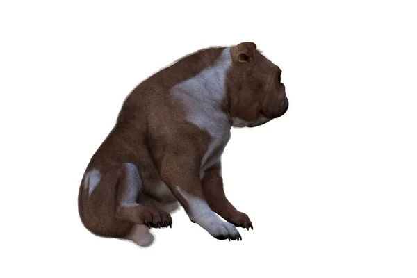 Baxter Die Englische Bulldogge Posiert Für Ihre Szenen Bild Speziell — Stockfoto