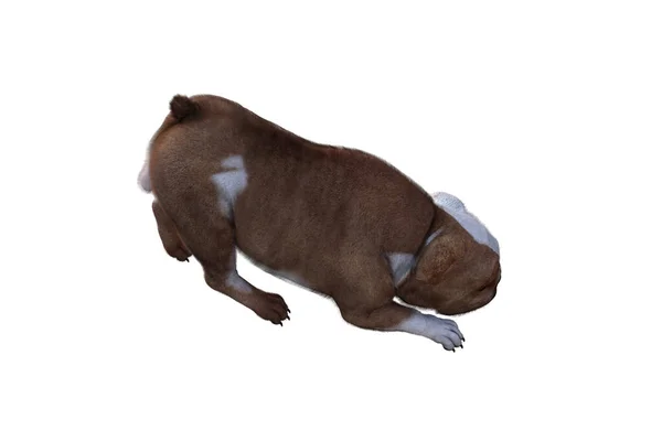 Baxter Bulldog Inglés Posa Para Sus Escenas Imagen Especialmente Diseñada —  Fotos de Stock