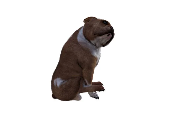 Baxter English Bulldog Poses Your Scenes Imagem Especialmente Concebida Para — Fotografia de Stock