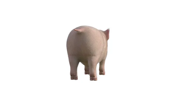 Fury Piglet Resimleriniz Için Poz Veriyor Beyaz Bir Arkaplanda Izole — Stok fotoğraf