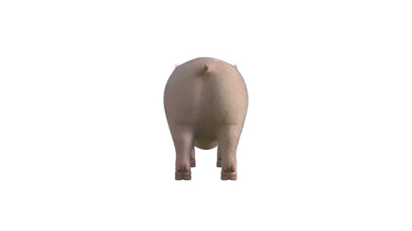 Fury the Piglet resimleriniz için poz veriyor. Beyaz bir arkaplanda izole edilmiş kolaj için karikatür figürü fotogerçekçi çizim. 3D görüntüleme, 3B illüstrasyon.