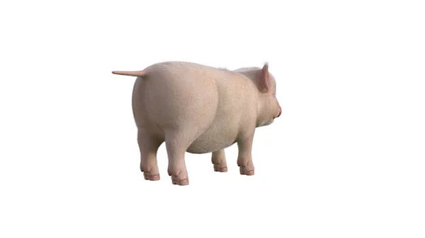 愤怒小猪摆姿势为你的插图 卡通人物形象图片现实的图片 用于在白色背景上隔离的拼贴 3D图形3D渲染 — 图库照片