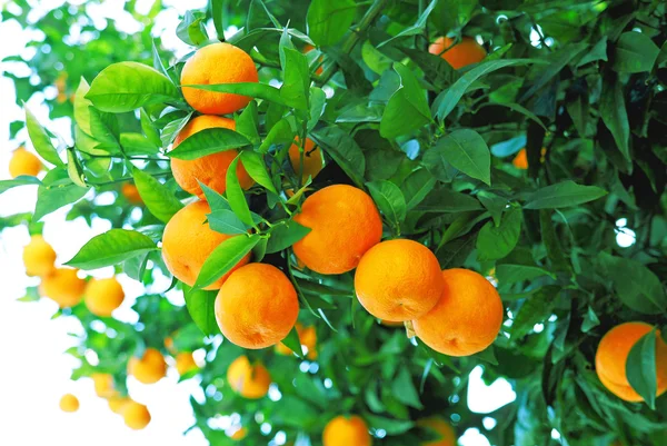 Bahçedeki mandalina ağaçları