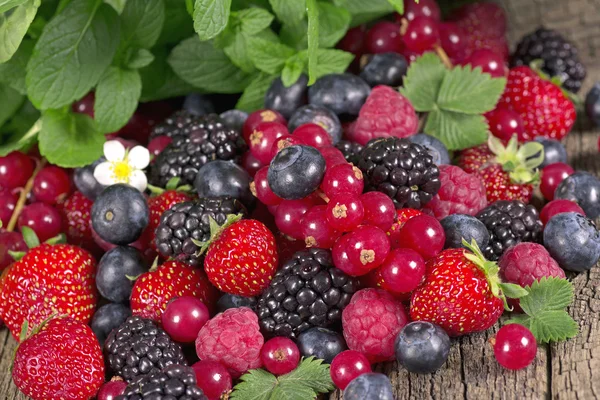 Wild berries — Stock Photo, Image