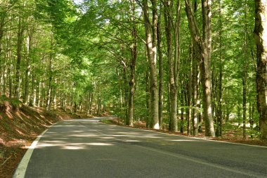 Dağlardaki orman yolu.