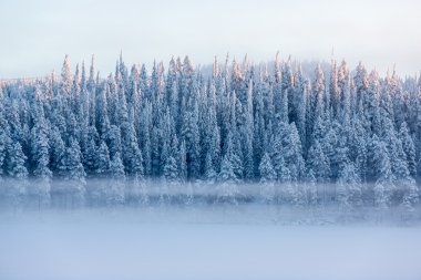 Snowy pine trees with fog on a winter landscape clipart