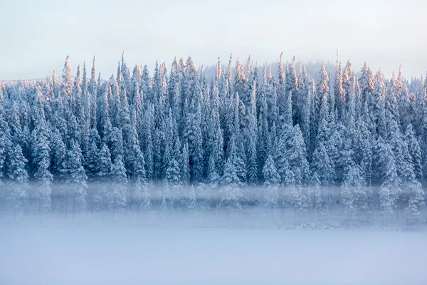 Pinhais nevados com nevoeiro em uma paisagem de inverno — Fotografia de Stock