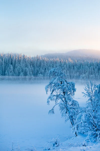 Pins enneigés avec brouillard sur un paysage hivernal . — Photo