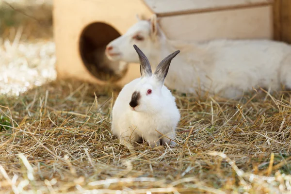 Белый кролик в сухой траве на ферме — стоковое фото