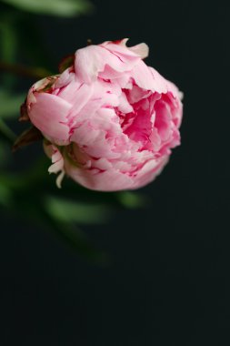 Koyu arka plan üzerinde pembe Şakayık