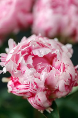 Su Damlalı Pembe Şakayık