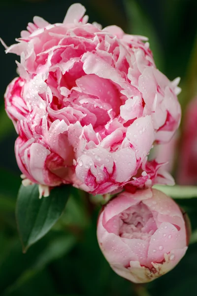 Pink peony with water drops — Stock Photo, Image