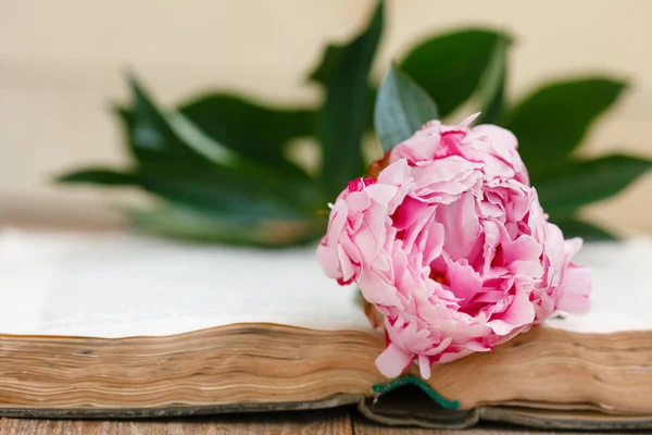 Rosa Pfingstrose auf einem offenen Buch Stockbild