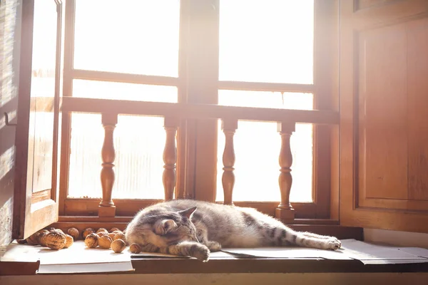 Gatto Che Dorme Vicino Alla Finestra Legno Mentre Raggi Del — Foto Stock