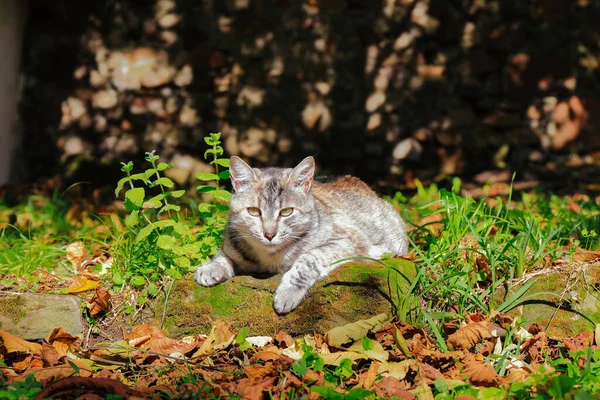 Retrato Gato Cinza Deitado Livre Jardim Cercado Por Vegetação Verde — Fotografia de Stock
