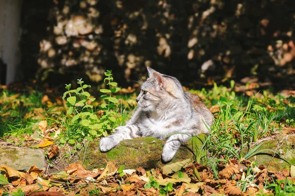 Gato Deitado Livre Jardim Dia Outono Ensolarado Com Folhas Secas — Fotografia de Stock