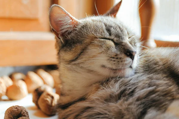 Retrato Gato Cinzento Descansando Casa — Fotografia de Stock
